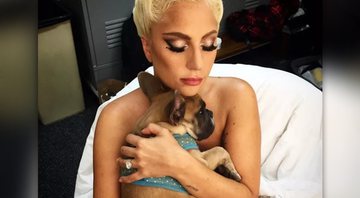 Lady Gaga teve dois de seus bulldogues roubados - Reprodução/Instagram@ladygaga