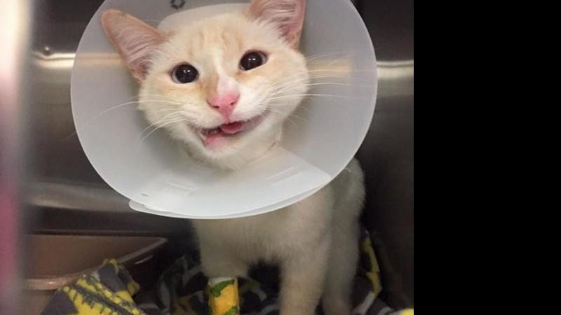 Gatinha Duquesa ganha nova vida após cirurgia no maxilar - Foto: Reprodução/ Facebook