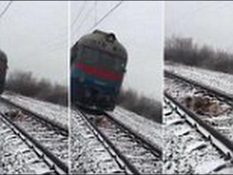 Cão protege a companheira e salva sua vida em linha férrea na Ucrânia - Foto: Reprodução/ YouTube