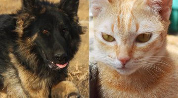 Cães e gatos não são hospedeiros do vírus da febre amarela - Foto: Pixabay/ Montagem CENAPOP